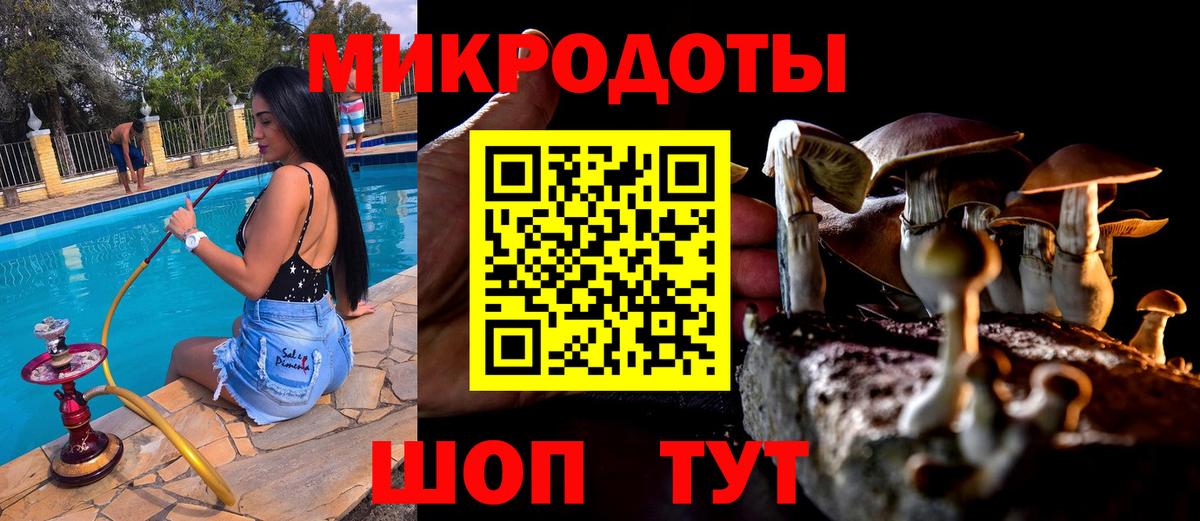 Галлюциногенные грибы Psilocybe Кемерово